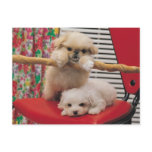 Puppies Playing Postcard