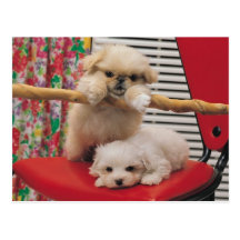 Puppies Playing Postcard