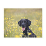 Puppy 16 Months 2 Postcards