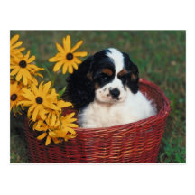 Puppy Basket Postcard
