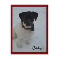 puppy, Cady