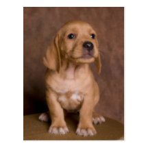puppy cartes postales