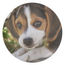 Puppy Dog Beagle Dinner Plates