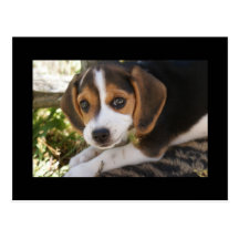 Puppy Dog Beagle Post Cards