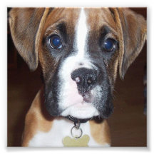Puppy Dog Photo Art