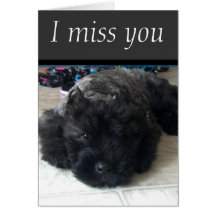 Puppy eyes greeting cards