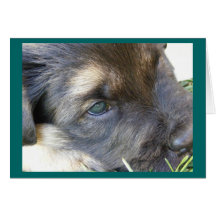 Puppy eyes Greeting Cards