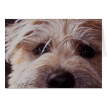 Puppy face close up card