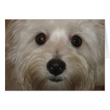 Puppy Face Greeting Card