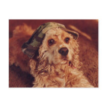 Puppy in a Camouflage Cap Postcard