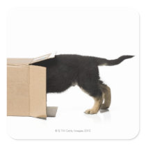 Puppy in cardboard box stickers
