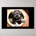 Puppy in Pot Poster