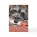 puppy love cards