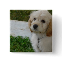 Puppy Love - Cute MaltiPoo Dog Photo