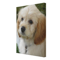Puppy Love - Cute MaltiPoo Dog Photo