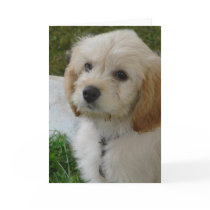 Puppy Love - Cute MaltiPoo Dog Photo