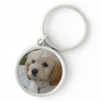 Puppy Love - Cute MaltiPoo Dog Photo