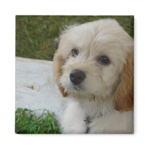 Puppy Love - Cute MaltiPoo Dog Photo