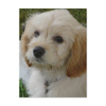 Puppy Love - Cute MaltiPoo Dog Photo
