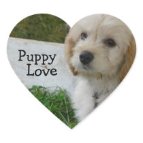 Puppy Love - Cute MaltiPoo Dog Photo