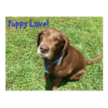 Puppy Love! Post Cards