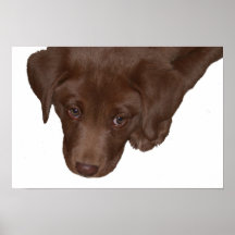 Puppy Love Posters
