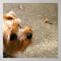 Puppy Love Poster