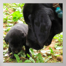 Puppy Love Poster