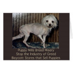 Puppy Mills Breed Misery Card