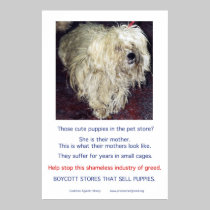 Puppy Mills Breed Misery Poster posters