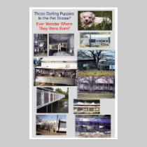 Puppy Mills Breed Misery Poster posters