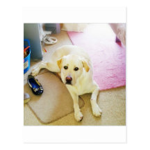 Puppy Post Cards