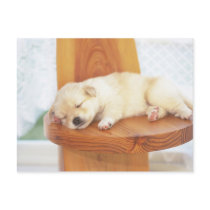 Puppy Post Cards