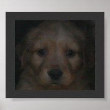 PUPPY POSTER (GOLDEN RETRIEVER)