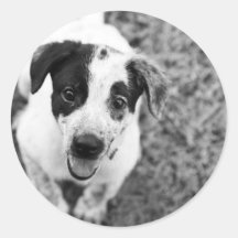 Puppy Round Sticker