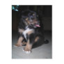 Puppy shows some tongue- postcard