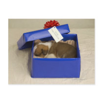 Puppy sleeping in a gift box post cards