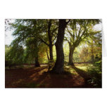 'Pure Autumn Magic' Cards