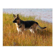 Pure Bred German Shepherd Photo on Postcard