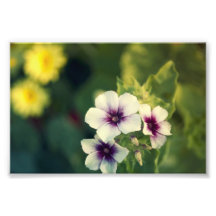 Pureté dans le pourpre photographies d’art