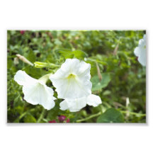 Pureté dans lumineux photo d’art
