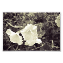 Pureté en noir et blanc art photographique