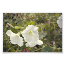 Pureté Impression Photo