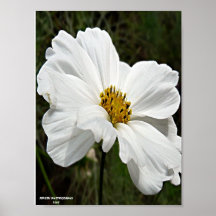Purity Poster
