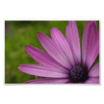 Purple african daisy photograph print nature art