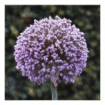 Purple Allium  Invitation