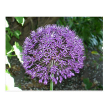 Purple Allium Postcards