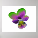 Purple and Green Pansy Print