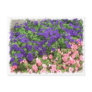 purple and pink flowers postcard