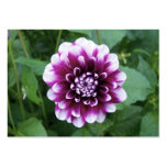 Purple and White Dahlia Business Cards